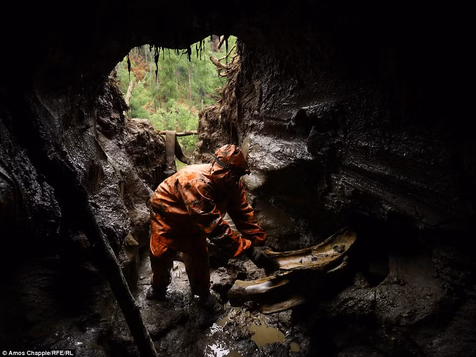 Sâu bên dưới lớp băng vĩnh cửu của Siberia, hài cốt của loài voi ma mút khổng lồ nằm đó hàng ngàn năm, được bảo tồn gần như hoàn hảo. Trong bộ ảnh chụp cho đài Radio Free Europe, nhiếp ảnh gia Amos Chapple cung cấp cái nhìn về cuộc đời của những kẻ khai thác trái phép ngà voi ma mút ở vùng hoang dã của Nga. Voi ma mút lông xoăn sống ở bán cầu bắc trong hàng ngàn năm trước khi tuyệt chủng sau Kỷ băng hà cuối cùng. Để tìm hài cốt của chúng, những kẻ săn trộm lùng sục vùng Siberia hẻo lánh, cách xa nơi con người sinh sống và đào sâu lớp băng vĩnh cửu với hy vọng tìm thấy “vàng trắng” của Siberia. Đồng thời, họ cũng phải trốn các cuộc tuần tra của cảnh sát.