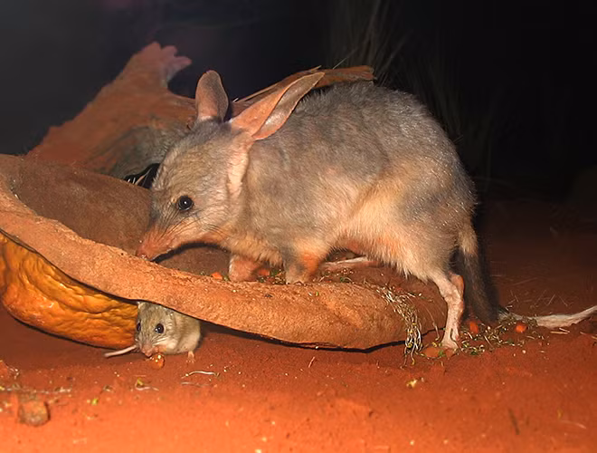  Chuột Greater Bilby, hay còn gọi là "chuột đất", là thành viên sống sót duy nhất trong sáu loài chuột đất đã từng sống trong vùng khô hạn và bán khô cằn của Úc.