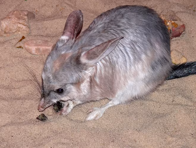 John Wairnowski, nhà sinh vật học tại Đại học Charles Darwin, Úc, cho biết chuột Greater Bilby có thể tránh nhiệt độ quá cao bằng cách xây dựng và trú ẩn trong hệ thống hang động phức tạp dưới mặt đất.