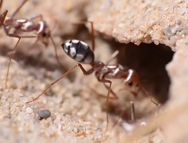 Kiến bạc chân dài (Cataglyphis bombycina) sống ở những đụn cát phía Bắc sa mạc Sahara là một trong những động vật chịu nhiệt giỏi nhất hành tinh. Nhiệt độ lên tới 50 độ C ở Sahara - sa mạc nóng nhất thế giới có vẻ chẳng "nhằm nhò" gì với chúng.