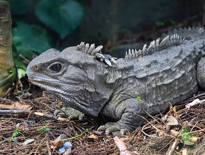 Tuatara, còn được gọi là "hóa thạch sống" hay "khủng long thời hiện đại", là chi duy nhất còn sinh tồn trong bộ Rhynchocephalia từng phát triển mạnh vào khoảng 200 triệu năm trước. Động vật này có quan hệ xa với Squamata (thằn lằn và rắn).