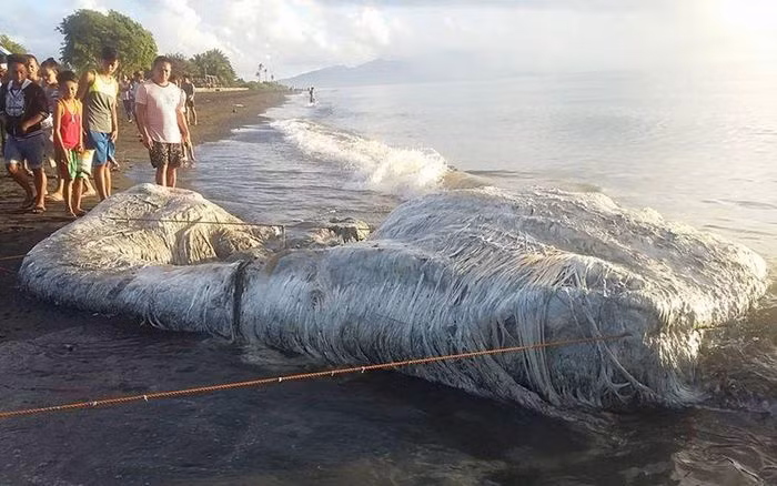 Quái vật đầy lông. Cư dân ở tỉnh Oriental Mindoro của Philippines đã hết sức ngạc nhiên trước sự xuất hiện của một con quái vật lông lá khổng lồ vào tháng 5 năm 2018.