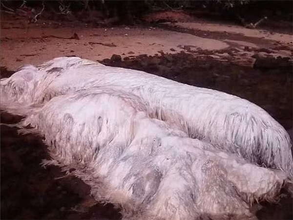 Đó là xác một sinh vật biển khổng lồ đang thối rữa, mùi rất kinh khủng. Sau đó, các nhà khoa học giải thích rằng, cơ thể sặc sỡ có lẽ là phần còn lại của một con cá voi, và những sợi giống như lông bao phủ nó rất có thể là những sợi cơ đang phân hủy.