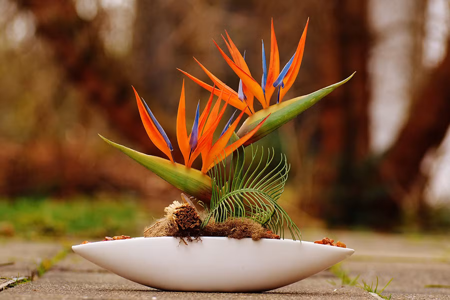 Tuy nhiên, ít ai biết rằng, loài hoa này chứa rất nhiều chất gây ngộ độc đường ruột. Tiếp xúc hoặc vô tình ăn phải hoa, hạt sẽ gây cảm giác buồn nôn, tiêu chảy, bỏng rát lưỡi và chóng mặt.