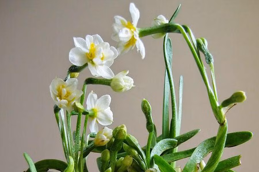 Hoa thủy tiên là một trong những loài hoa đẹp và được nhiều người yêu thích. Trồng hoa thủy tiên với mong muốn những điều tốt đẹp, may mắn sẽ đến với gia chủ.