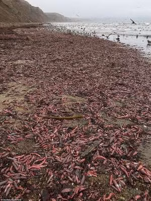 Cá dương vật thật ra không phải là loài cá mà là một loại giun thìa có tên khoa học là Unicinctus Urechis.