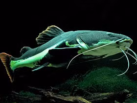 Cá trê đuôi đỏ, hay còn tên gọi khác là cá Hồng Vỹ mỏ vịt, và được gọi là “thủy quái”, xuất xứ ở vùng Amazon (Nam Mỹ). Cá có thể đạt trọng lượng lên đến 80 kg, đây là một loài cá cảnh thông thường.