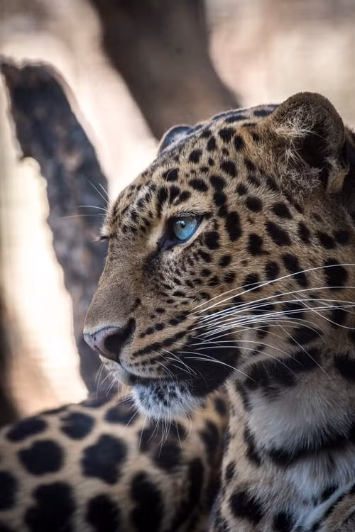 Cái tên theo tiếng Anh của loài báo này là "Leopard", phản ánh sự thật rằng trong thời cổ đại, người ta cho rằng báo hoa mai là con lai của sư tử và báo đốm, và trong một số ngôn ngữ nước ngoài từ leopard có nguồn gốc từ đây; leo là tên Latinh của sư tử, và pard là thuật ngữ cũ có nghĩa báo.