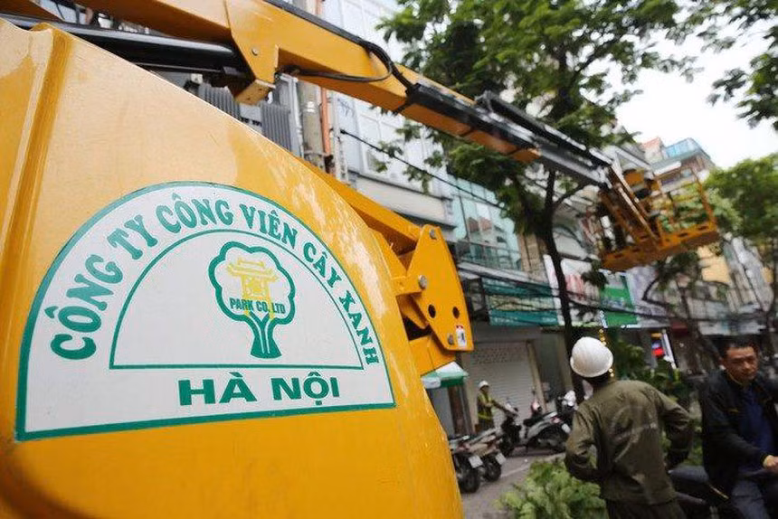 Lắt léo “đường đi” của cây xanh nhập lậu trồng ở Hà Nội Lat leo “duong di” cua cay xanh nhap lau trong o Ha Noi