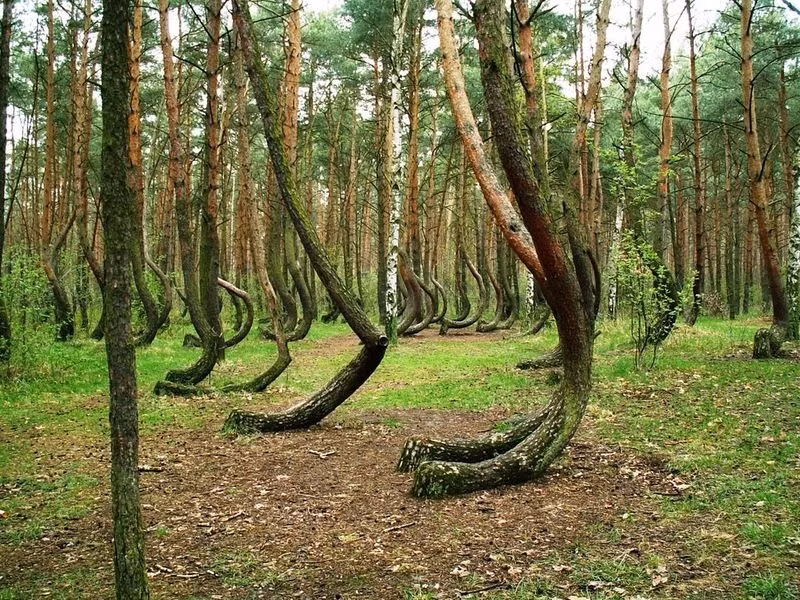 Nằm ở làng Nowe Czarnowo ở phía nam Szcezecin, rừng cong (Crooked Forest) nổi tiếng với hàng trăm cây thông đều uốn cong 90 độ ở gốc nhưng thân cây mọc thẳng đứng. Điều chú ý là tất cả cây trong rừng đều cong về hướng Bắc.