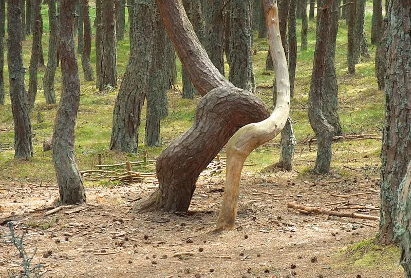 Một số nhà khoa học cho rằng, sở dĩ cây cối ở rừng thông Dancing Forest có hình dáng khác lạ là do yếu tố địa chất. Đất cát ở nơi đây không ổn định cộng với những cơn gió mạnh thổi qua khiến cây cối không đứng thẳng như bình thường.