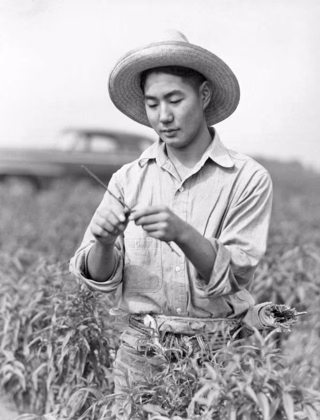 Một thanh niên làm việc trên cánh đồng ở Michigan năm 1943.