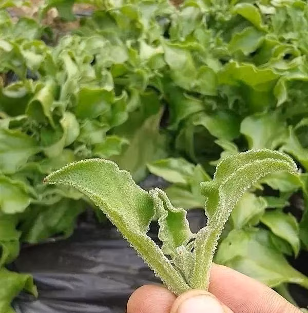 Loại muối thực vật tự nhiên mà rau băng có là loại muối có hàm lượng natri thấp, thích hợp cho người trung niên, cao tuổi và bệnh nhân huyết áp.