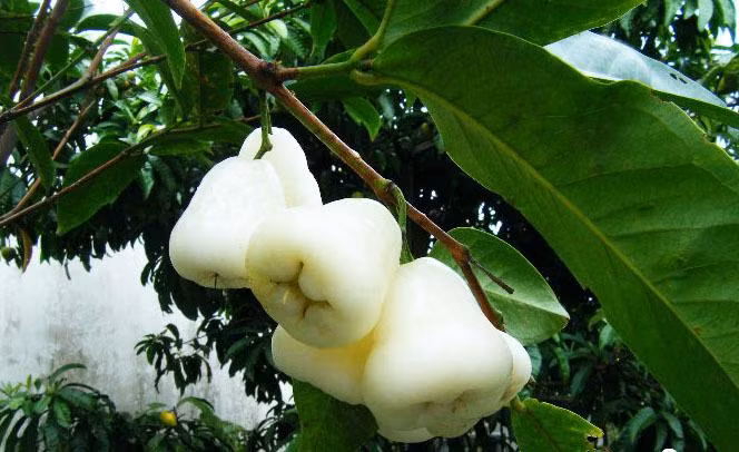 Thêm vào đó, theo người Thái, họ thường tìm thấy cây roi bạch ngọc ở gần đền chùa, miếu mạo vì vậy họ cho rằng roi bạch ngọc là loại cây rất có linh tính.
