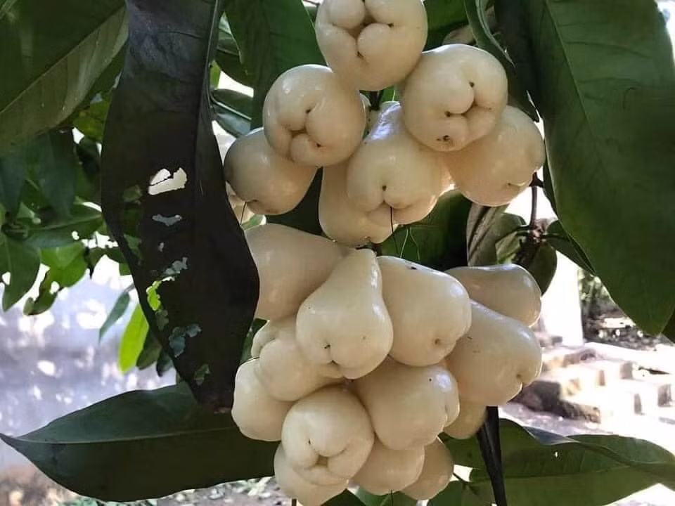 Chưa hết, roi bạch ngọc rất giàu magie và canxi, tác dụng tổng hợp của 2 nguyên tố này có thể làm dịu cơ bắp và thần kinh, từ đó giúp thư giãn cơ thể và tinh thần, giảm căng thẳng và lo lắng, giúp con người được xoa dịu thần kinh, đi vào giấc ngủ nhanh hơn.