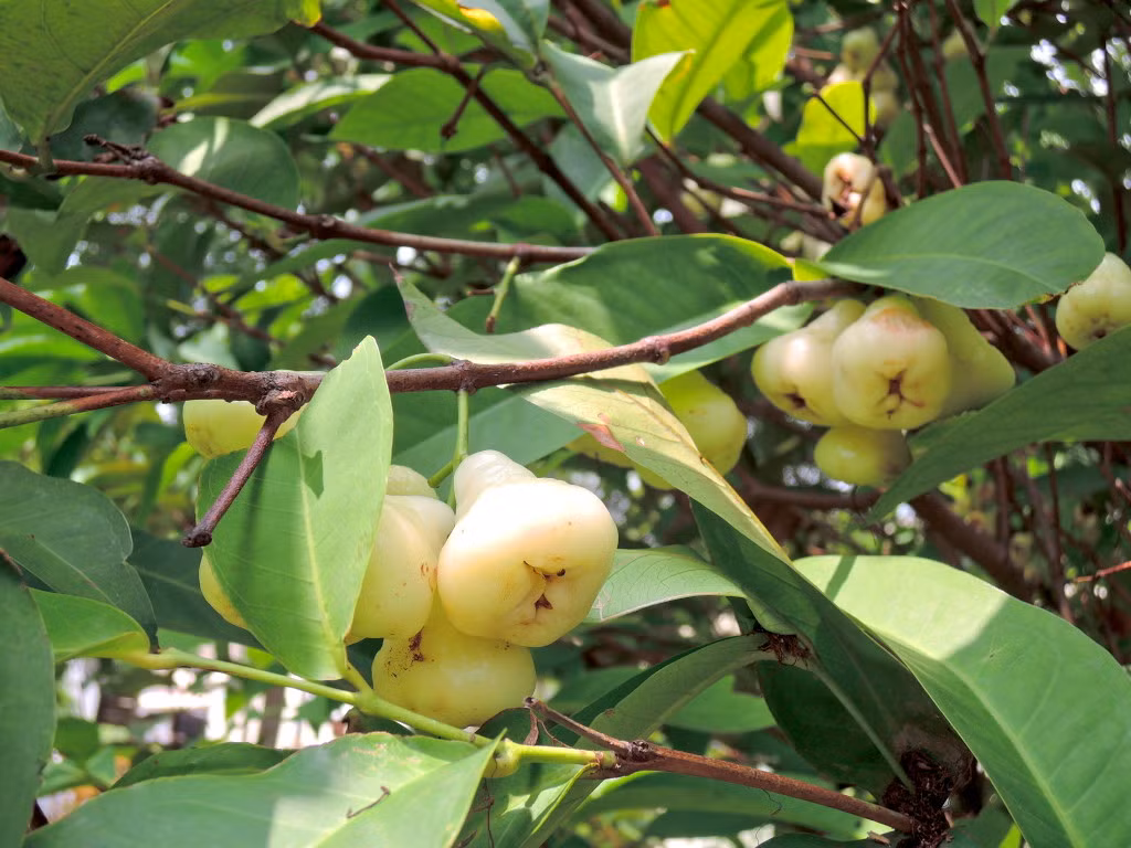 Trong Đông y, roi bạch ngọc không chỉ có giá trị dinh dưỡng cao mà còn có nhiều công dụng chữa bệnh khác nhau. Cụ thể, roi bạch ngọc rất giàu chất đạm, chất béo và cacbohydrat, vị ngọt tính bình, có tác dụng thanh nhiệt, lợi tiểu, có tác dụng chữa ho, hen suyễn rất tốt.
