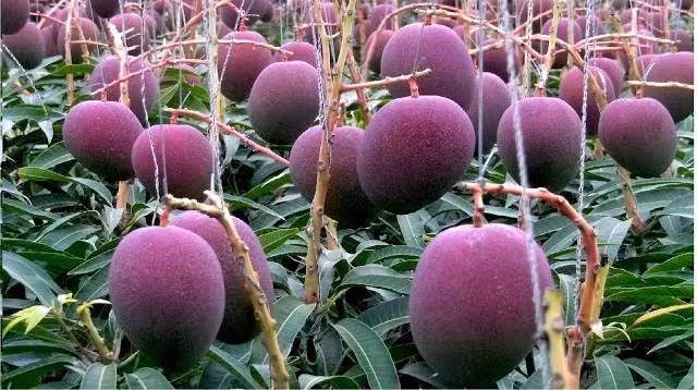 Theo tìm hiểu, đây là xoài Miyazaki. Chúng còn được gọi là "Trứng của Mặt trời" (tiếng Nhật là Taiyo-no-Tamago) vì hình dáng tròn ủng và màu sắc đỏ tía đẹp như hồng ngọc.