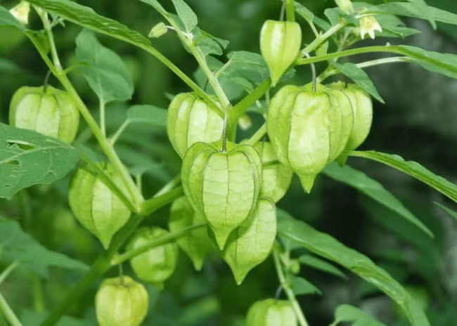 Đặc điểm của tầm bóp cái là toàn thân có vị hơi đắng, tính mát, không độc, quả tầm bóp có vị chua ngọt giống cà chua. Thời xưa, loại cây này được xem là cây cứu đói, trẻ em nông thôn thường ăn quả của cây này như đồ ăn vặt. Quả của tầm bóp cái được bao bọc bởi một lớp vỏ mỏng như lồng đèn nên còn được gọi là quả lồng đèn.