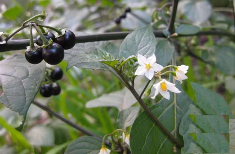 Chứa các hoạt chất như solamargin, solasonin, solanigrin, cây tầm bóp đực được phân loại là độc bảng C với tác dụng gây ngủ, làm dịu thần kinh; tuy vậy thử nghiệm độc tính với liều 1000 mg dược liệu khô (dịch chiết cồn 50 %) trên 1 kg chuột, thuốc dung nạp tốt, không thấy biểu hiện độc.