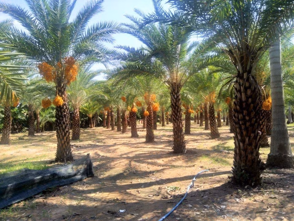 Theo tìm hiểu, cây chà là chịu hạn rất tốt nên có thể phát triển tốt ở Dubai. Quả chà là vàng cũng được gọi là chà là Trung Đông, nhìn rất giống chà là xanh nhưng giá trị dinh dưỡng lại cao hơn rất nhiều.