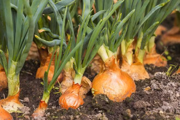 Có một loại thực phẩm rất hữu ích cho cơ thể, có thể làm sạch mạch máu, giúp chúng ta giữ dáng. Nó được mệnh danh là "vua thể hình", những người bạn yêu thích giảm cân, thường xuyên tập thể dục sẽ bất ngờ với công dụng của loài củ này, đó là hành tây.