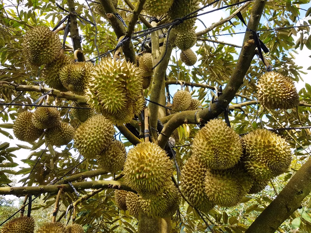 Những quả sầu riêng hình tròn, bầu bầu là sầu riêng cái, ăn sẽ thơm ngon hơn. Đừng mua nếu bạn thấy sầu riêng thuôn dài.