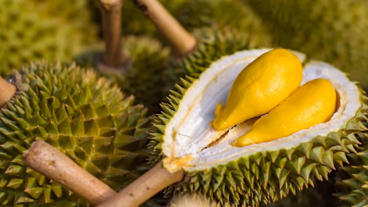 Đầu tiên, hãy nhìn vào hình dạng quả. Có hai loại sầu riêng, một loại dài và một loại hình tròn.