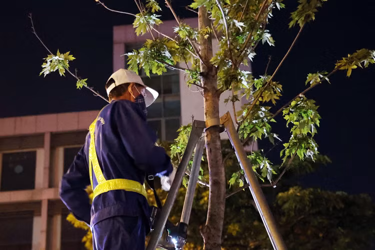 Hàng chục công nhân tiến hành tháo những thanh sắt chống ở thân cây phong lá đỏ.