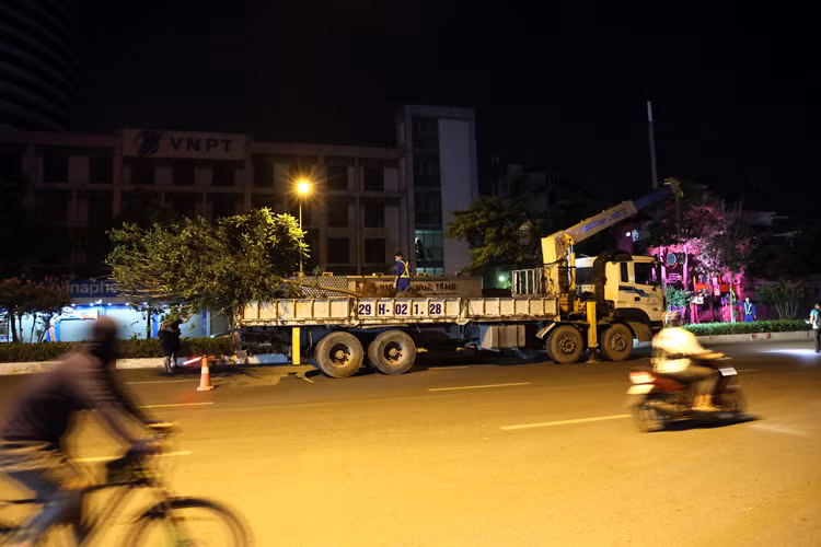 Trước đó, đêm 18/6, hơn 30 cây phong lá đỏ đã di chuyển về vườn ươm để chăm sóc.
