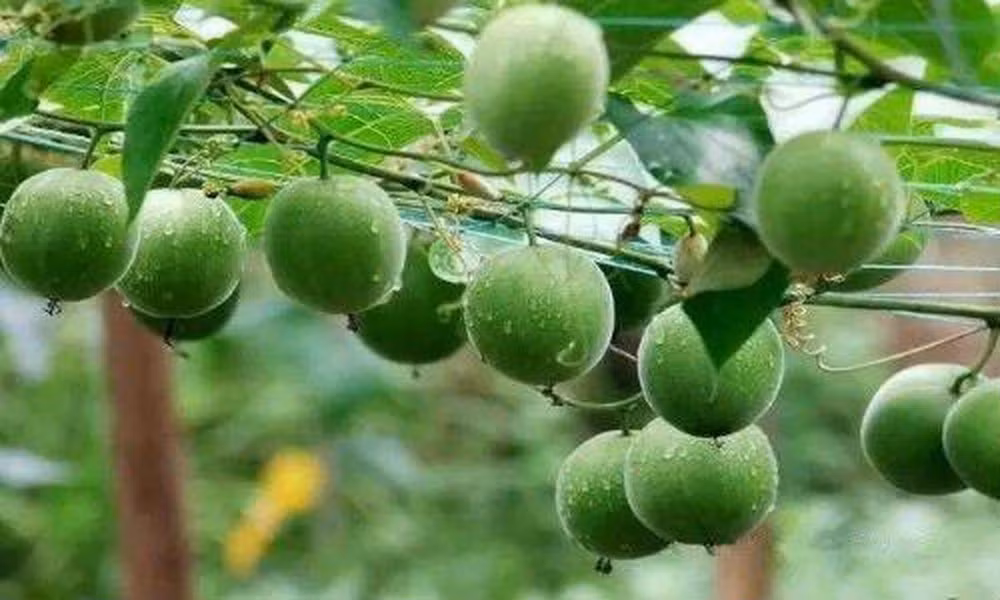 Công dụng đầu tiên của quả la hán chính là hỗ trợ điều trị tiểu đường. Theo nghiên cứu, vị ngọt của quả la hán được tạo thành nhờ vào mogrosides, đây là hợp chất tạo nên vị ngọt tự nhiên và không làm tăng lượng đường trong máu nhờ vậy bệnh nhân tiểu đường vẫn có thể sử dụng để thỏa mãn cơn nghiện đồ ngọt của mình.