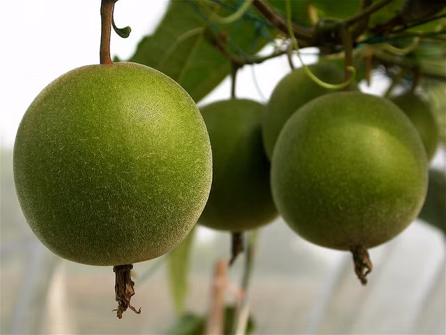 Có lẽ nhiều người đã nhìn thấy quả la hán khô nhưng tươi thì chưa chắc bởi đây là loại quả không ăn tươi được. Quả la hán phần lớn dùng khi đã phơi khô rồi ngâm nước, được sử dụng khá phổ biến ở Trung Quốc để làm đồ uống giải nhiệt.