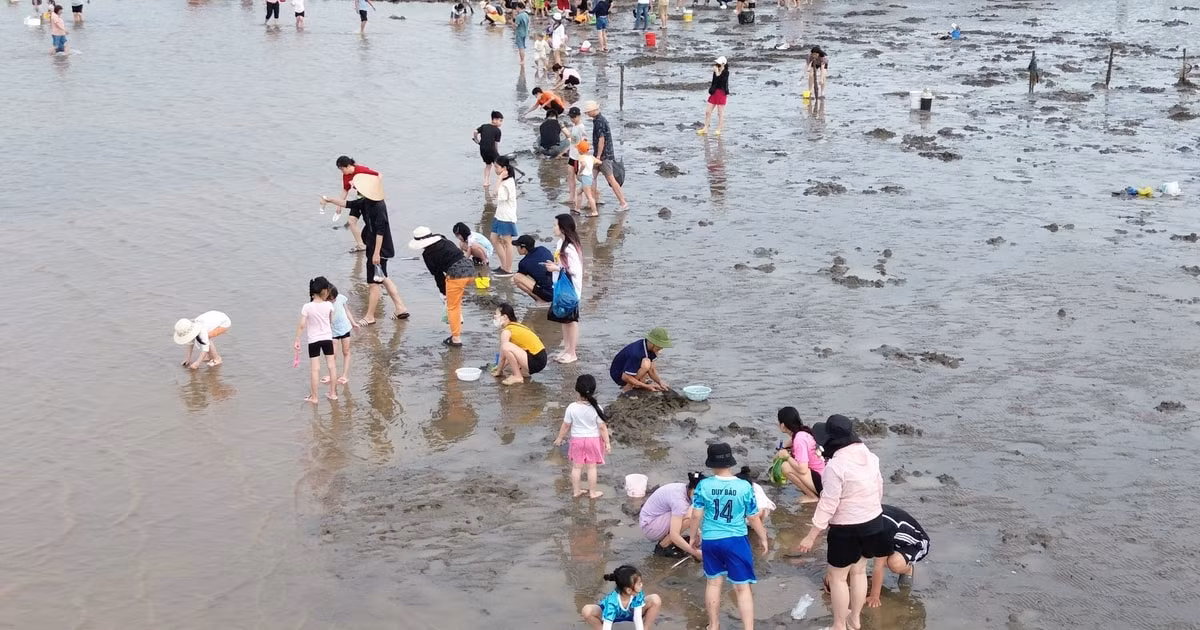 Không ồn ào, không đắt đỏ, không quá thương mại – cào ngao ở bãi Hoàng Châu mang đến một lựa chọn thú vị, độc đáo và đầy tính trải nghiệm cho du khách dịp nghỉ lễ.