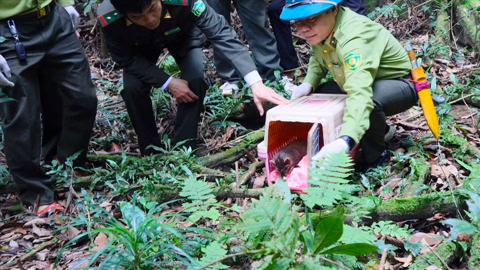 Trong số các loài động vật được cứu hộ, cầy vòi mốc là loại ăn về đêm, ban ngày thì ngủ. Thức ăn chính chủ yếu của chúng là các loại quả có vị ngọt như chuối, mít, dứa... Cá thể trưởng thành có thể đạt cân nặng từ 8 - 9 kg.