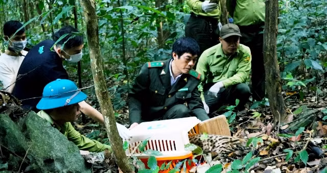 Hiện số động vật hoang dã trên được đưa về Trung tâm Cứu hộ, bảo tồn và phát triển sinh vật, Vườn Quốc gia Cúc Phương để chăm sóc, phục hồi tập tính. Sau đó, chúng sẽ được thả về môi trường tự nhiên.