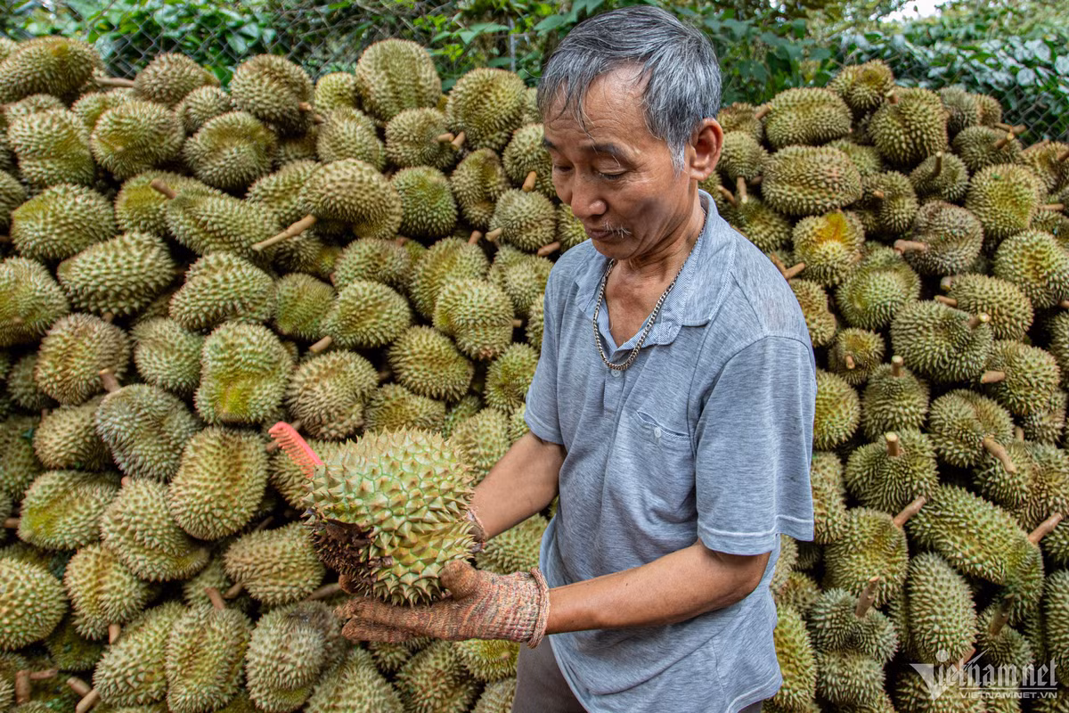 Vỏ của “vua trái cây” biến thành than sinh học, giấm gỗ giá cao Vo cua “vua trai cay” bien thanh than sinh hoc, giam go gia cao