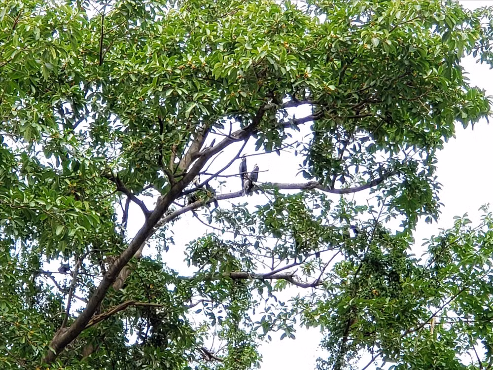 Sau khi tìm hiểu, anh Võ Thành Long biết được đây là chim cổ rắn quý hiếm. Vậy nên, anh bàn giao nó cho Chi cục Kiểm lâm TP.HCM vào ngày 16/8. Ảnh: Lao động.