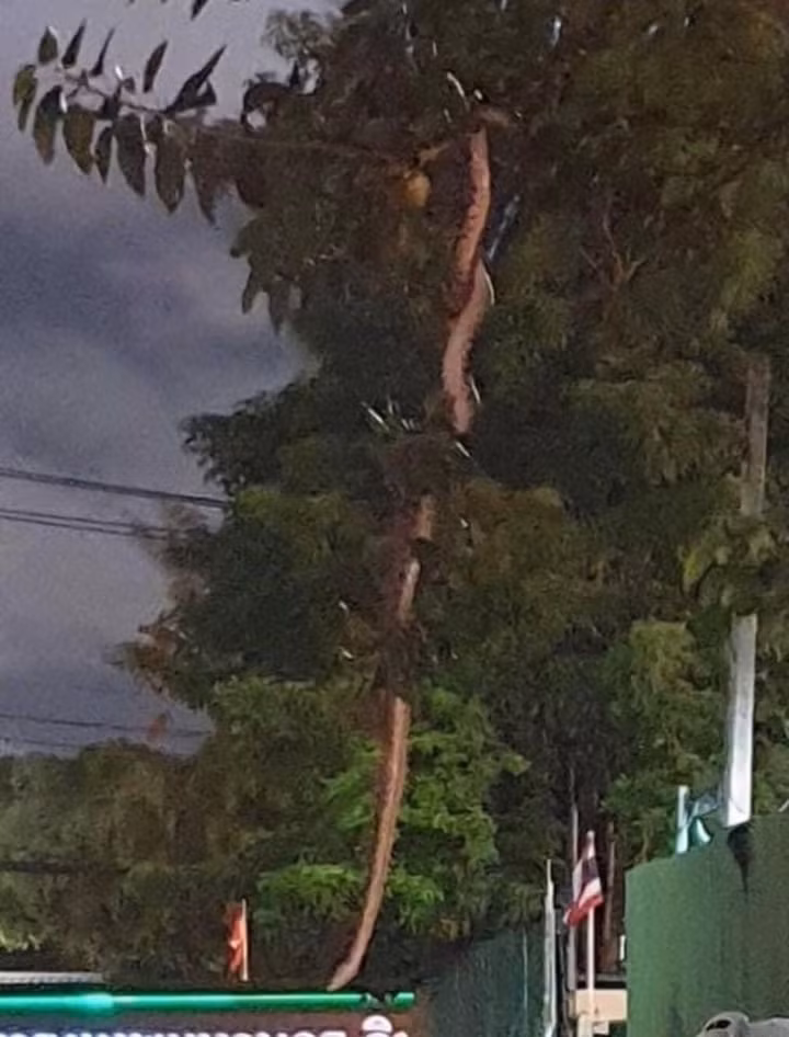 Người này đăng bức ảnh chụp tại tòa nhà đối diện Tòa thị chính Bangkok kèm chú thích: “Hãy cẩn thận. Có ai đi xe máy qua khu này không? Có một con rắn rất lớn đang vắt vẻo gây kinh hãi”.