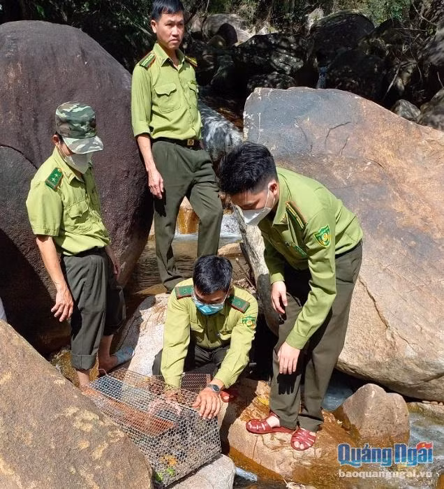 Rùa Sa nhân là loài động vật quý hiếm, có giá trị khoa học và thẩm mỹ cao. Vì vậy loài này thường bị bắt và buôn bán làm cảnh nên số lượng giảm sút nhanh chóng trong tự nhiên. Ảnh: baoquangngai.