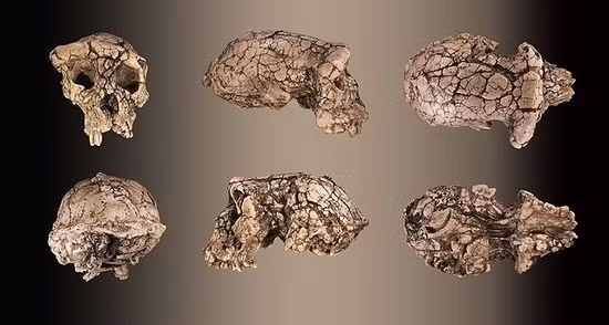 Trước đây, các nhà khoa học nhận định Sahelanthropus tchadensis giống với tinh tinh hơn là con người. Họ cho rằng loài này có bộ não nhỏ và leo cây giỏi.