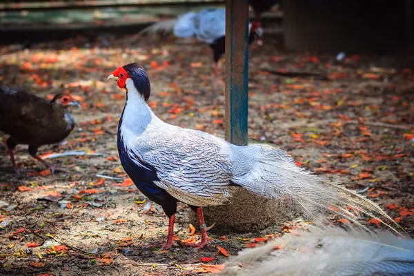 Gà lôi trắng là loài động vật rừng quý hiếm thuộc nhóm IB Nghị định 06/2019/NĐ-CP. Loài này cũng có tên trong danh lục sách đỏ của Tổ chức Bảo tồn Thiên nhiên Quốc tế IUCN, BirdLife quốc tế.
