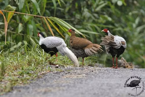 Trong khi đó, cá thể gà lôi trắng mái có lông màu nâu, mào cong, chân đỏ, da mặt đỏ.