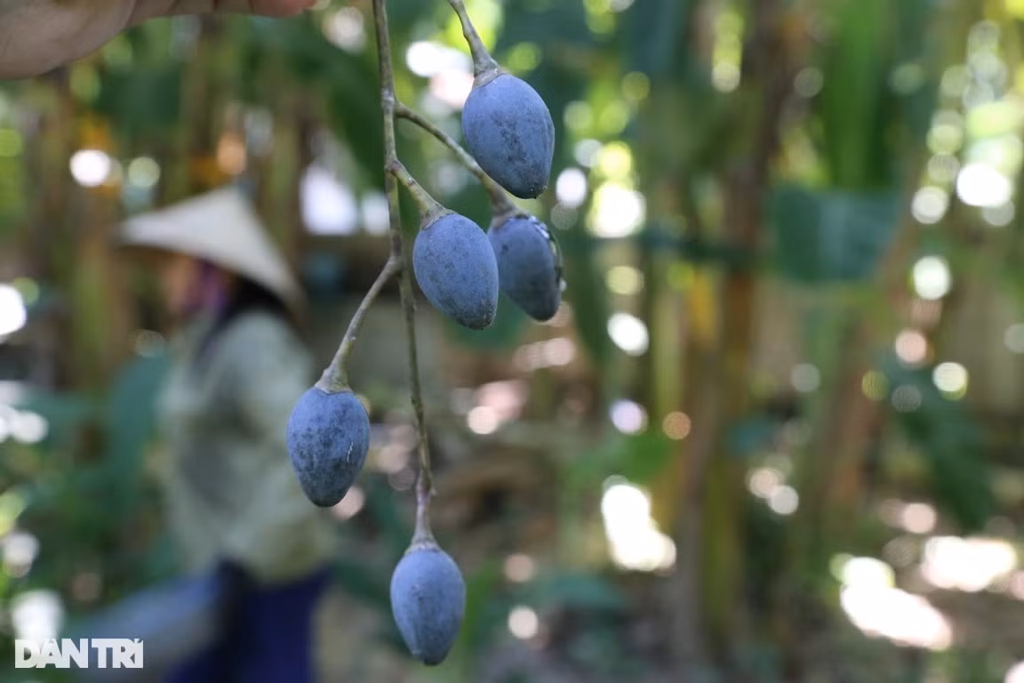Trước đây, quả trám đen chỉ được người dân sử dụng để muối làm thức ăn dự trữ vào mùa mưa rét, bão lụt. Thế nhưng ngày nay, loại quả này trở thành món ăn đặc sản hấp dẫn mà người thành thị muốn tìm mua để thưởng thức. Trám đen có thể chế biến thành nhiều món ăn lạ miệng, hấp dẫn như: Trám om, muối, xôi trám đen, trám nhồi thịt, canh trám nấu gà.... Cũng vì vậy, đến mùa trám, nhiều hộ gia đình nơi đây đã có thêm nguồn thu đáng kể từ loài cây này.