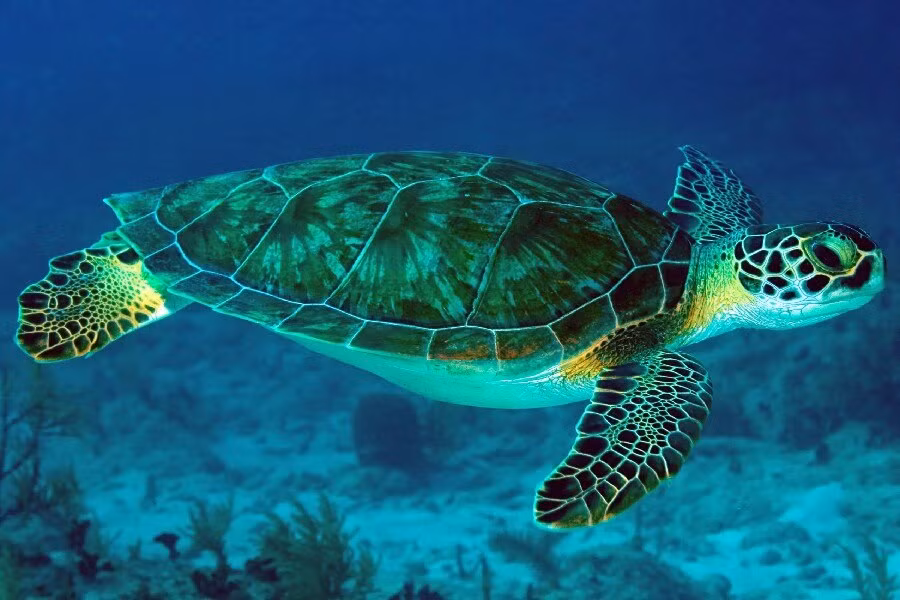 Rùa biển được liệt kê trong Sách Đỏ IUCN (Sách Đỏ IUCN hay gọi tắt là Sách Đỏ, tiếng Anh: IUCN Red List of Threatened Species hay IUCN Red List, là danh sách toàn diện nhất về tình trạng bảo tồn và đa dạng của các loài động vật và thực vật trên thế giới), về các loài bị đe dọa hoặc nguy cấp hay cực kỳ nguy cấp.