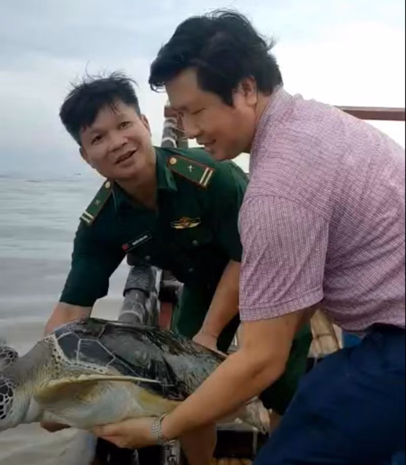 Vào 10h sáng ngày 17/8, lực lượng chức năng tỉnh Thái Bình tổ chức phương tiện đưa một cá thể rùa biển ra khu vực cửa biển Ba Lạt (xã Nam Phú, huyện Tiền Hải) để thả về tự nhiên.