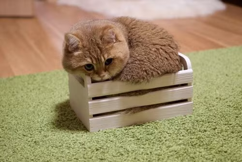 Năm nay chú mèo chính thức sang tuổi thứ 2.