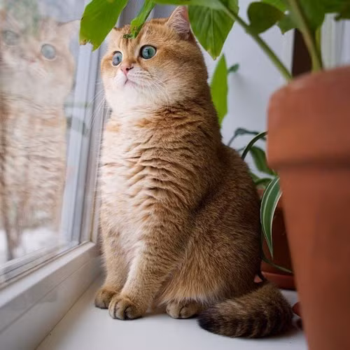 Ngay từ nhỏ, Hosico đã có vẻ ngoài vô cùng dễ thương với bộ lông màu vàng óng và tính cách lạ thường.