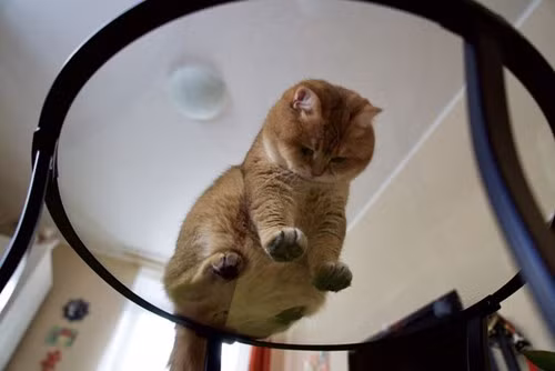 Nó chỉ thích nghịch giày dép, nhành cây, giấy hay bóng quần vợt, thay vì đồ chơi dành cho thú cưng.