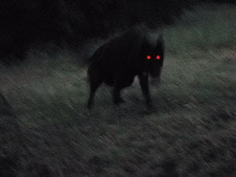 Người dân Anh truyền tai nhau câu chuyện rằng Black Shuck là con chó sói ma đáng sợ.