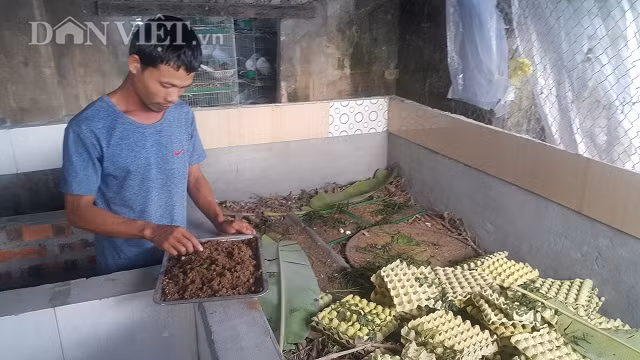 Bo vo lang ve que nuoi chim ua sach va con “chet som”, lai 13 trieu/thang-Hinh-2