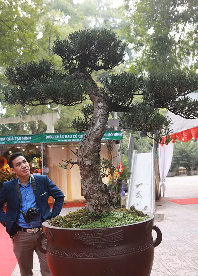 Đôi tùng ta của ông Mười (Thái Bình) có giá trị vài tỷ đồng, thân mốc trắng chứng tỏ cây đã nhiều năm tuổi.